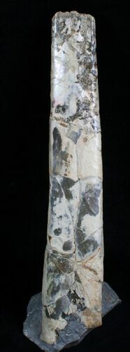 Free-Standing Baculite - Pierre Shale #6103